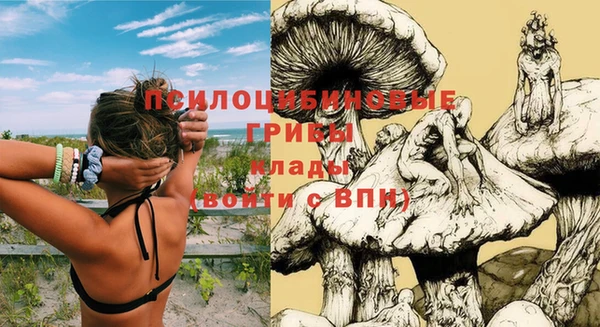 шишки Алзамай